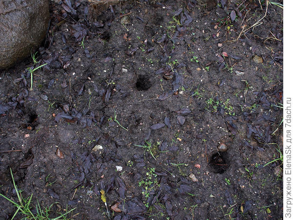 Дырки в грунте