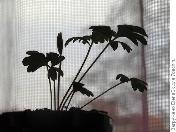 16.02.2022. Первые посаженные были уже такими