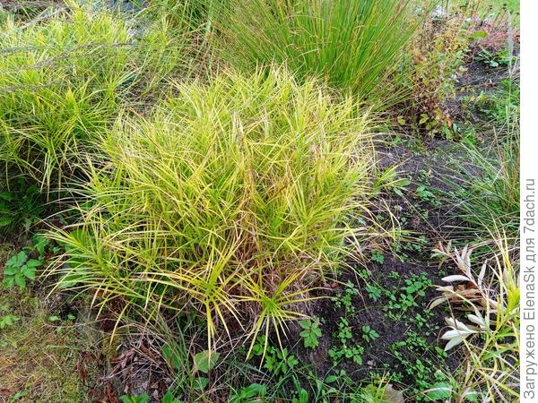 Осока пальмолистная