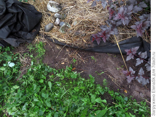 здесь уже снята нетканка, на переднем крае - сорняки где она была, полоса без сорняков - это отодвинула правильно уложенную нетканку, чтобы удобнее было копать...