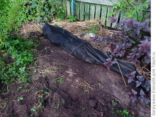 по новой перекапываю и удаляю сорняки