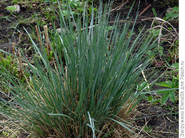 Овсец вечнозеленый