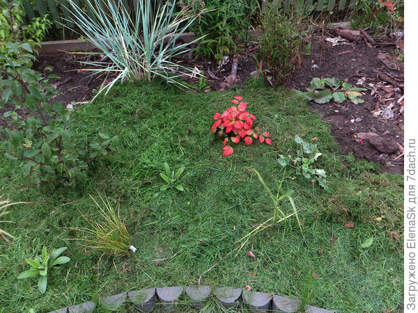 Колосняк на заднем плане