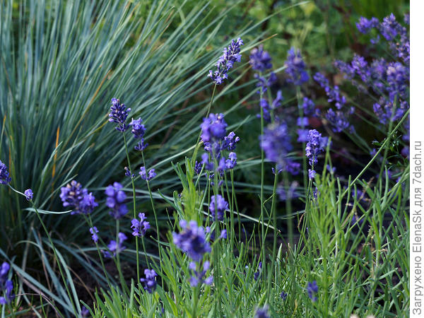 Овсец с лавандой