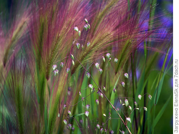 Бриза и ячмень гривастый