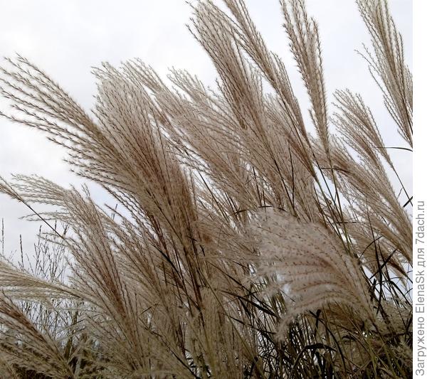 Мискантусов цветут
