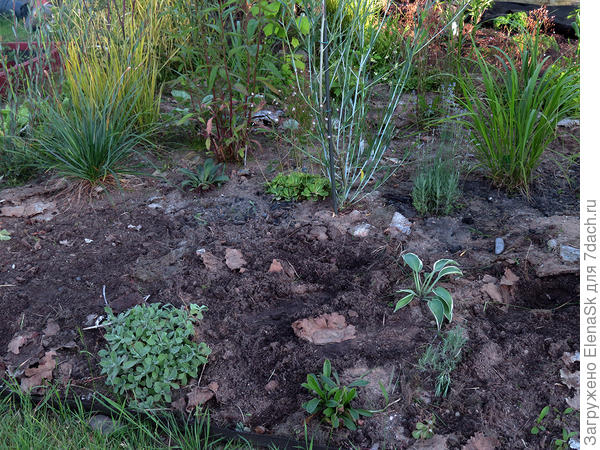 Выкопала щучки, в это место посадила лаванду и наперстянку мелкоцветковую, и когда писала о них, фото этого места показывала