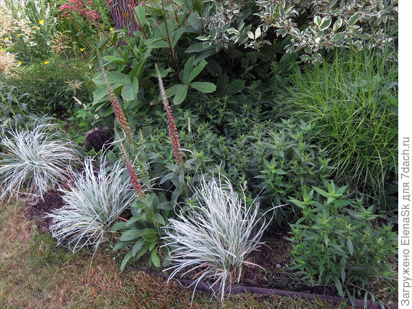 Как выглядит цветок ежа сборная Ежа сборная вариегата (Dactylis glomerata "Variegata"). Выращивание. Фото