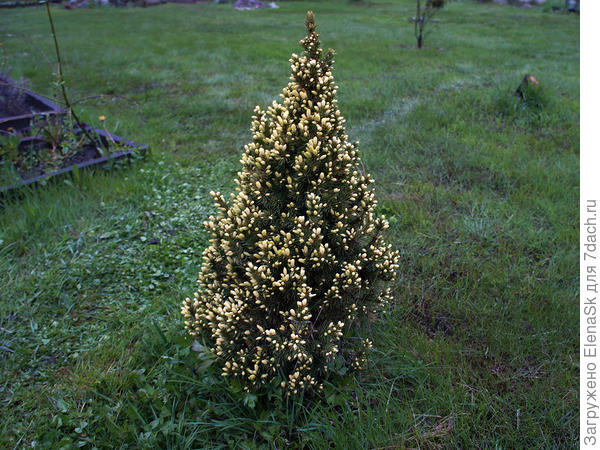 Это еще не в полном роспуске