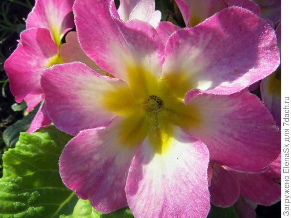 Эта - из семян. вроде Яблониевый цвет, ее единственное цветение