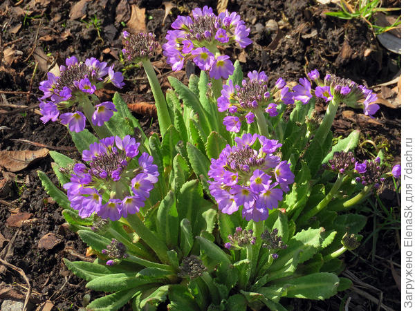 Эта мне нравится, здесь освещение неудачное, она нежного сиреневого цвета и шарики у нее плотные