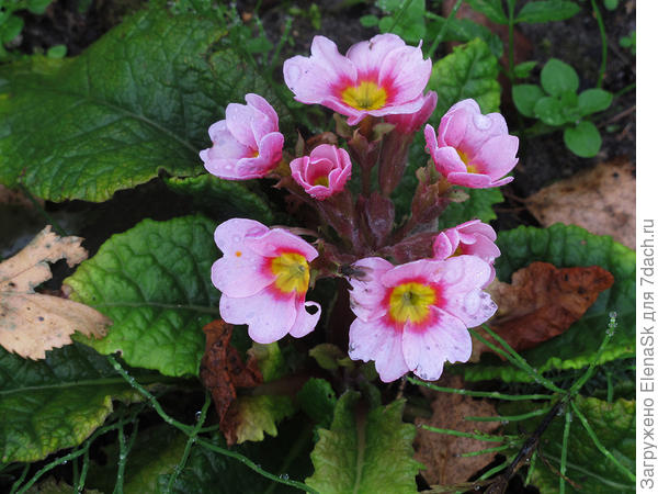 Это те, розетки которой на фото в посте. Мне она не понравилась, выгорает в один день и страшненькая становится. По-моему я ее всю удалила, во всяком случае собиралась.