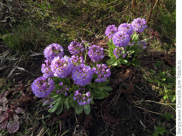 Если попадется фото, где она получше снята - покажу.