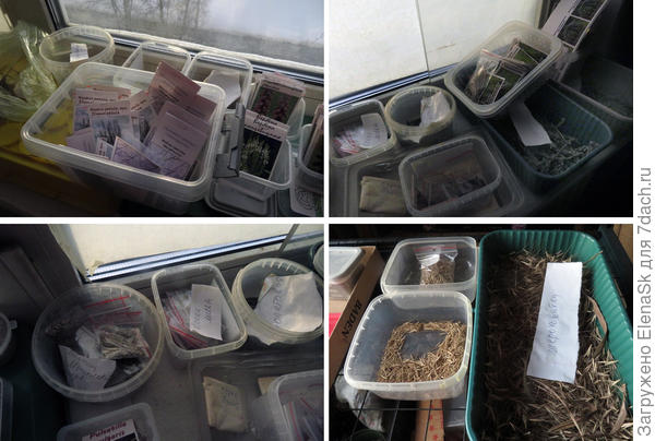 Семенами завалено все, подокойник, стеллаж... Часть уже распаковано, часть еще нет, некоторые уже с этикетками, Часть уже распакованы но без них...