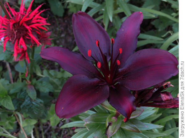 Черная (здесь она высветлена