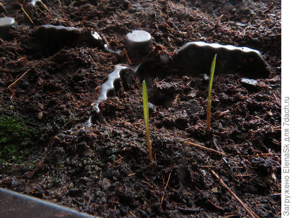 10 марта. Всходы шероховатки