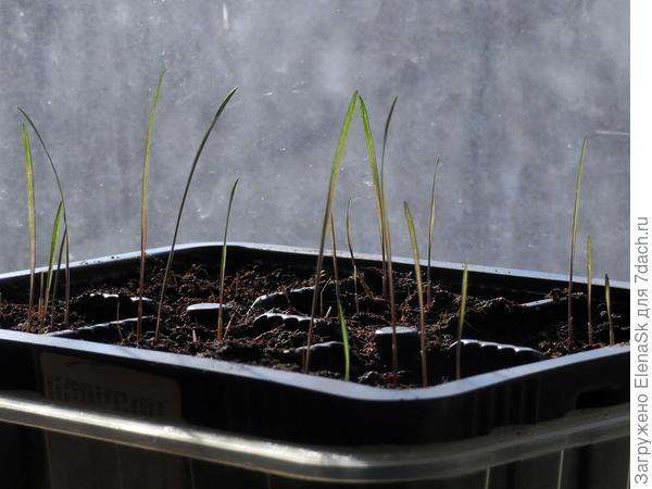 13.03.2024 Всходы шероховатки