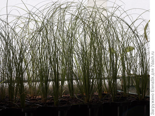 Сначала она стоит