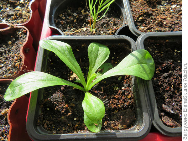 17 марта 2020. Рассада