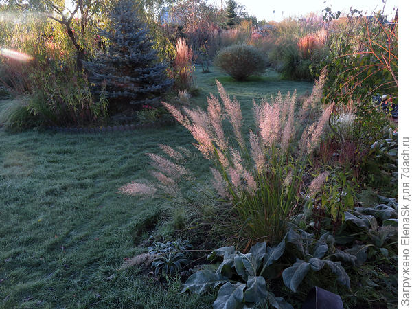 17 октября. Розетки левее вейника (я не их снимала)