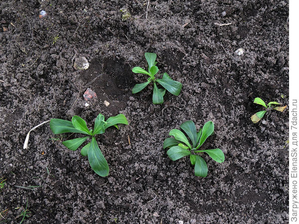 1 мая 2020 высадила в грунт (четвертая справа - еще дома вять начала, не выжила.