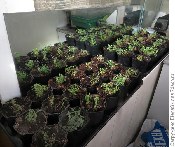 Тут два поддона с горшочками, просто за ними зеркало стоит и они там отражаются