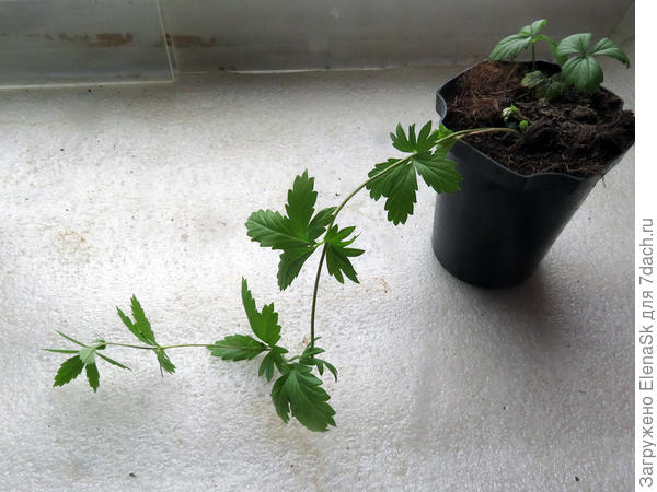 2 незнакомец, выпустил плеть