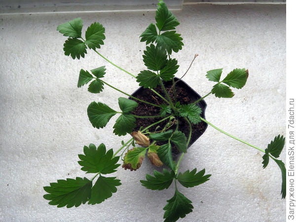 1 незнакомец