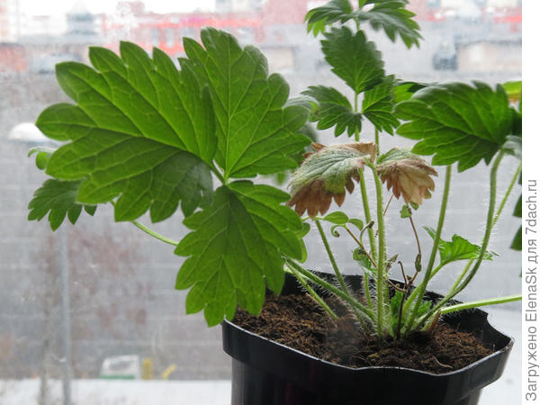 1 незнакомец, лист крупно