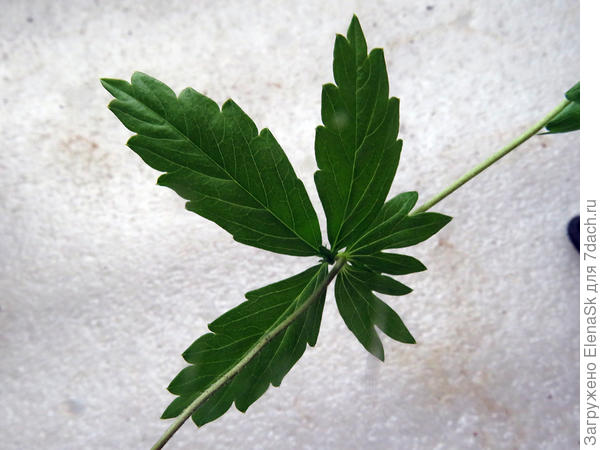 Лист крупно