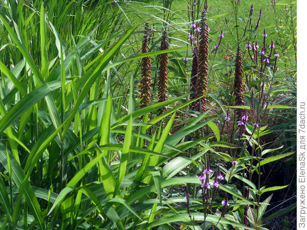 На переднем плане - шероховатка (стебли)