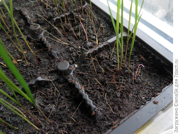 Здесь видны ости воткнутых семян