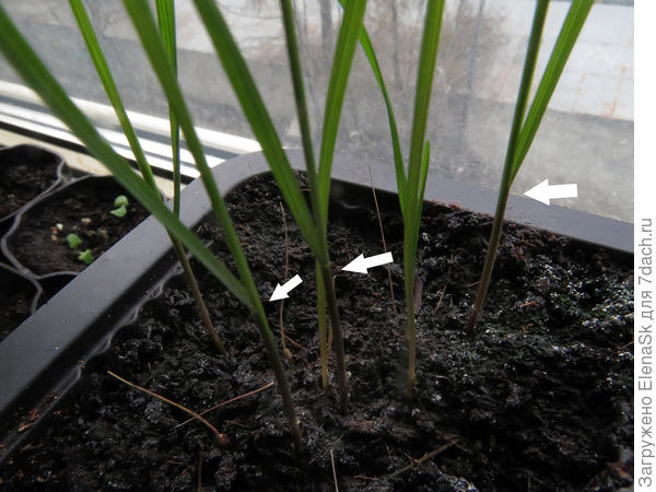 Стрелочками пометила, среднее стрелка - там два листочка отходят