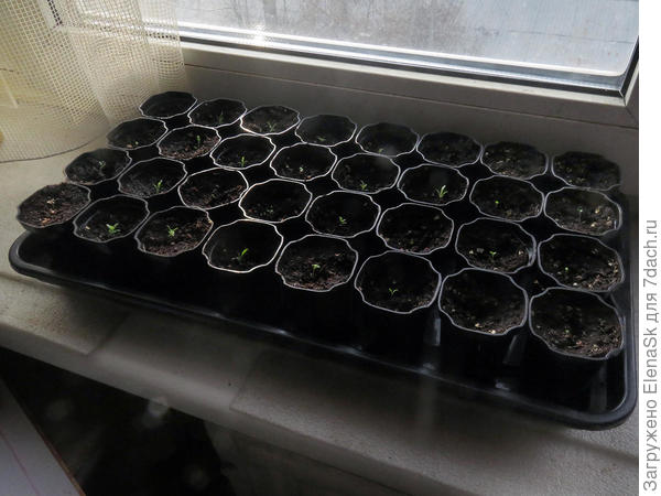 Это не вероника, эдельвейс, в такие же стаканчики по три штучки и пикирую.