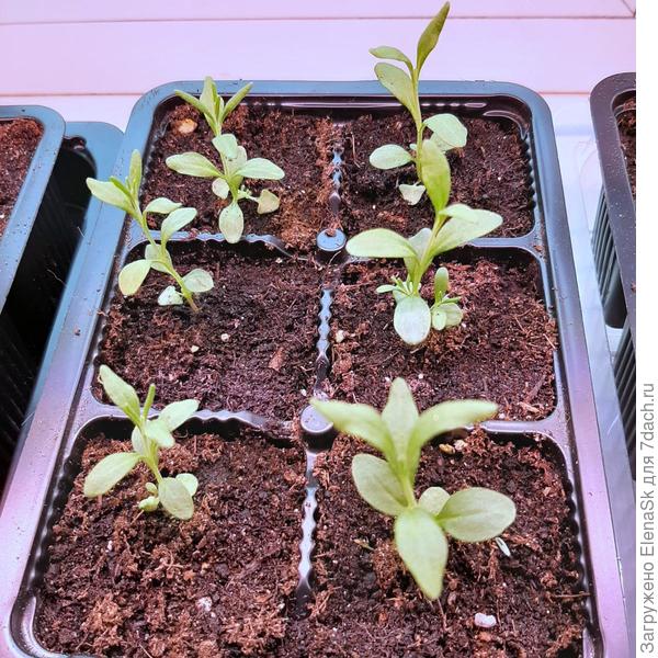 Ну, это никак не лаванда... Может вы не то фото выложили или думали о лаванде...