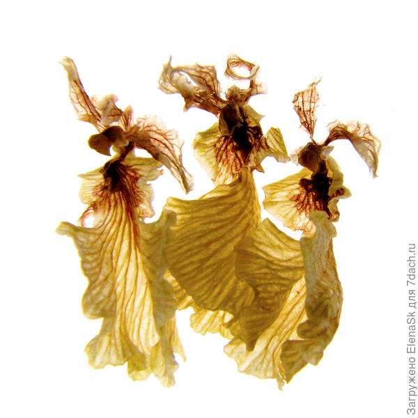 Это фото Тамары, из тех, что Дягелевским сезонам были посвящены.