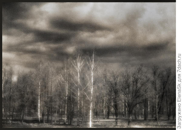 ... "Меж стволов, в почерневших обводах Парк зияет в столбцах, как сплошной некролог" - самое удивительное, что сняла эту картинку когда уже поднялась наверх из парка Александрия, с залива наползало черное облако касаясь макушек деревьев... Солнце еще освещало деревья, подумалось: "надо же, парк, а как сейчас на кладбище похож"... М сняла...