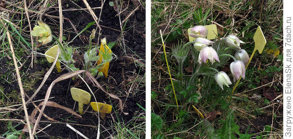 Левые - в "Злачном месте", случайно граблями повредила, когда солому выгребала. Справа - желтые, но уже выгоревшие, но снутри еще желтые.