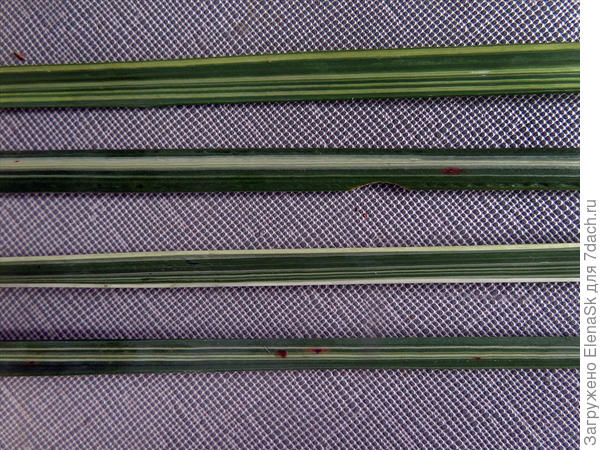 Вариантов рисунка - даже если листва с одного куста - различается сильно