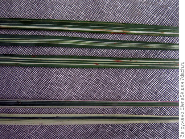 Сверху три - &quot;Аваланч&quot;, двк снизу - &quot;Овердам&quot; (с одной кочки)