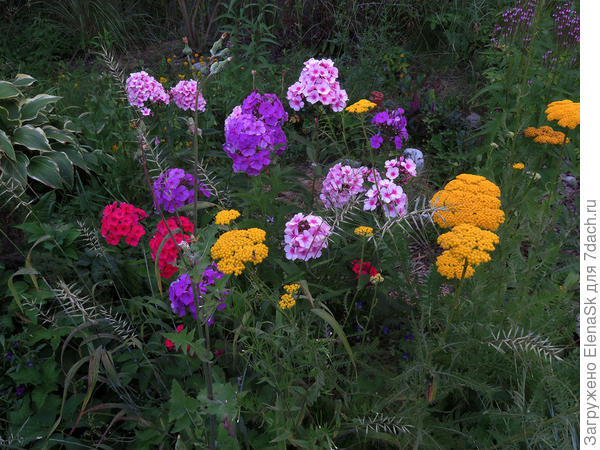 Тысячелистник таволгоый от них уберу в следующем сезоне