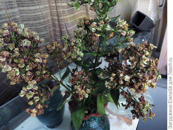 Те, что цвели - тоже подвяли