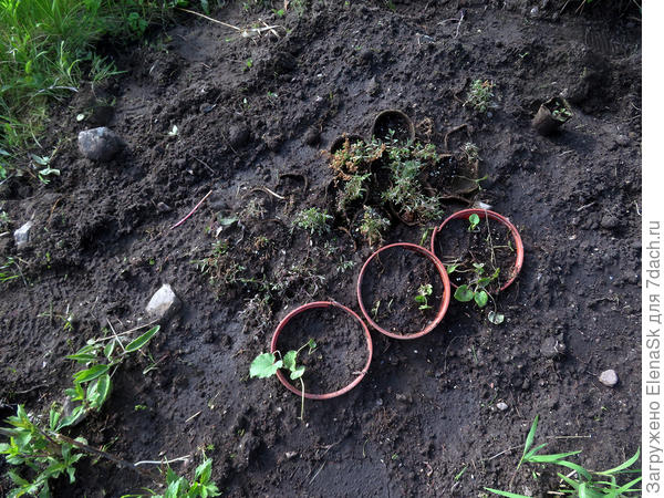 Это крупнее. Это все, что удалось вырастить из массы пакетов.