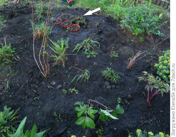 Стрелкой пометила прикопанные горшки, рядом - лаванда из семян, она в торфяных горшочках, ее всю я перенесла (рассадила) потом по бордюрам.