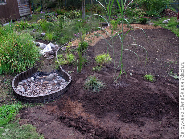 две светлые - это пальмолистная осока