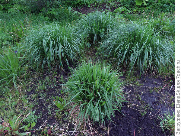 Карл Фостер