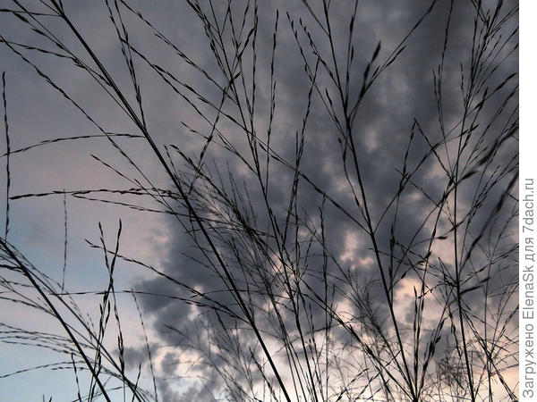 3 сентября она же. Еще не цветет.