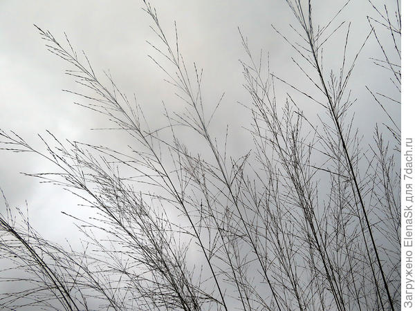 30 августа - еще не зацвела. Molinia caerulea «Bergfreund» (M. caerulea subsp. arundinacea)