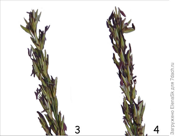Вот с огромным увеличением, фиолетовая грязь - это завядшие лепестки. И зазяли не потому что отцвели, а засохли, так как я срезала колоски для съемки, а цветочки столь мелкие, высыхают мгновенно