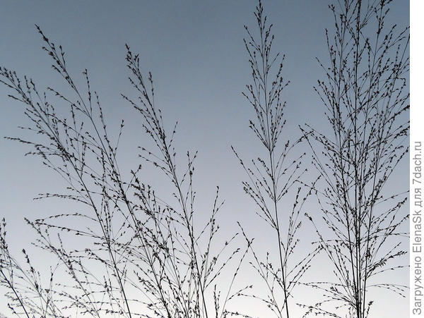 27 сентября - начала цвести (это таже кочка в тот же год)